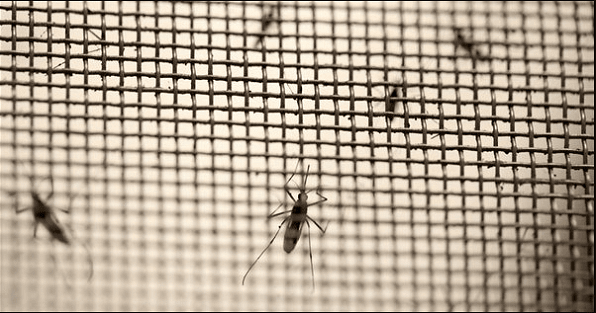 Cửa lưới chống muỗi Hcm